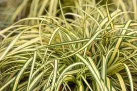 Carex oshimensis 'Evergold' (Zegge 'Evergold') - afbeelding 18
