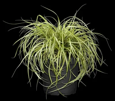 Carex oshimensis 'Evergold' (Zegge 'Evergold') - afbeelding 7