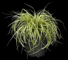 Carex oshimensis 'Evergold' (Zegge 'Evergold') - afbeelding 7