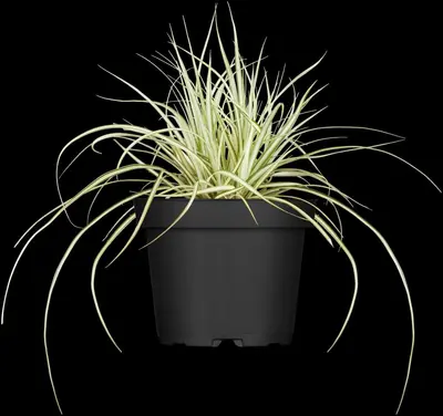 Carex oshimensis 'Evergold' (Zegge 'Evergold') - afbeelding 5