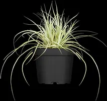 Carex oshimensis 'Evergold' (Zegge 'Evergold') - afbeelding 5