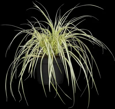 Carex oshimensis 'Evergold' (Zegge 'Evergold') - afbeelding 13