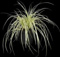 Carex oshimensis 'Evergold' (Zegge 'Evergold') - afbeelding 13