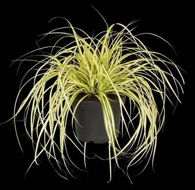 Carex oshimensis 'Evergold' (Zegge 'Evergold') - afbeelding 17
