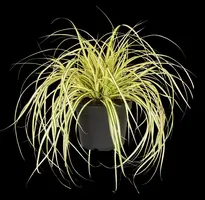 Carex oshimensis 'Evergold' (Zegge 'Evergold') - afbeelding 17