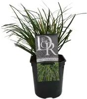 Carex oshimensis 'Evergreen' (Zegge) 30cm - afbeelding 1