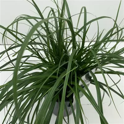Carex oshimensis 'Evergreen' (Zegge) 30cm - afbeelding 2