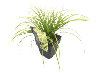 Carex oshimensis 'Everillo' (Zegge 'Everillo') - afbeelding 1