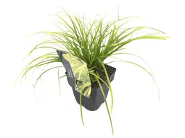 Carex oshimensis 'Everillo' (Zegge 'Everillo') - afbeelding 1