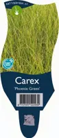 Carex 'Phoenix Green' (Zegge) - afbeelding 1