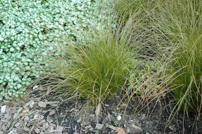 Carex testacea 'Lime Shine' (Zegge 'Lime Shine') - afbeelding 1
