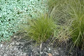 Carex testacea 'Lime Shine' (Zegge 'Lime Shine') - afbeelding 1
