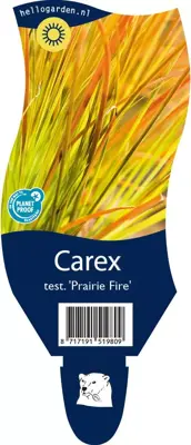 Carex testacea 'Prairie Fire' (Zegge) - afbeelding 1