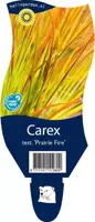 Carex testacea 'Prairie Fire' (Zegge) - afbeelding 1