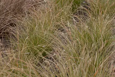 Carex testacea 'Prairie Fire' (Zegge 'Prairie Fire') - afbeelding 1