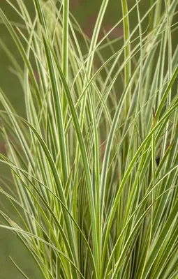 Carex (Zegge) - afbeelding 5