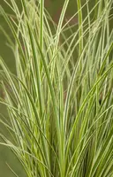 Carex (Zegge) - afbeelding 5