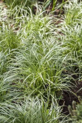 Carex (Zegge) - afbeelding 6