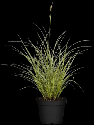 Carex (Zegge) - afbeelding 2