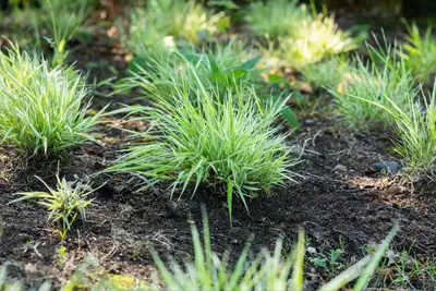 Carex (Zegge) - afbeelding 8