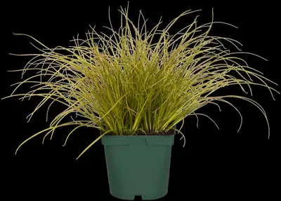 Carex (Zegge) - afbeelding 3