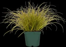 Carex (Zegge) - afbeelding 3