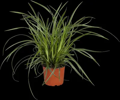Carex (Zegge) - afbeelding 1