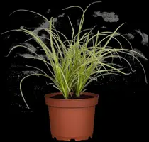 Carex (Zegge) - afbeelding 4