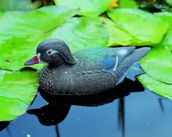 Carolina eend (vr) - vijverdecoratie - afbeelding 2