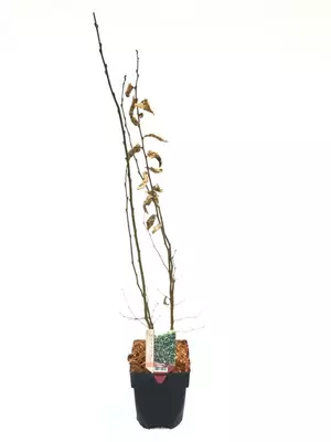 Carpinus betulus 75 cm - afbeelding 1
