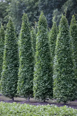 Carpinus betulus 'Fastigiata' (Haagbeuk 'Fastigiata') - afbeelding 1