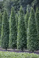 Carpinus betulus 'Fastigiata' (Haagbeuk 'Fastigiata') - afbeelding 1