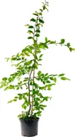 Carpinus betulus (Haagbeuk) 120cm - afbeelding 1