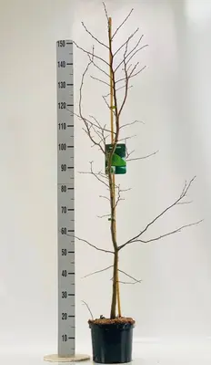 Carpinus betulus (Haagbeuk) 120cm - afbeelding 2