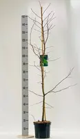 Carpinus betulus (Haagbeuk) 120cm - afbeelding 2