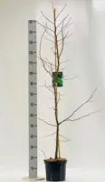 Carpinus betulus (Haagbeuk) 120cm - afbeelding 2