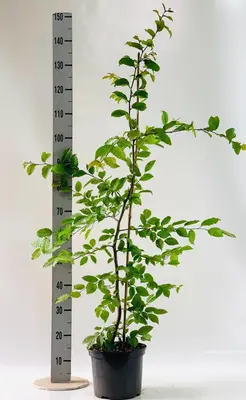 Carpinus betulus (Haagbeuk) 120cm - afbeelding 3