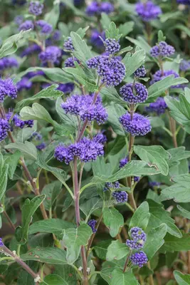 Caryopteris clandonensis 'Grand Bleu'® (Caryopteris 'Grand Bleu') - afbeelding 1