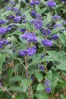 Caryopteris clandonensis 'Grand Bleu'® (Caryopteris 'Grand Bleu') - afbeelding 1