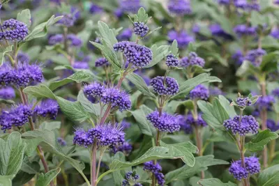 Caryopteris clandonensis 'Grand Bleu'® (Caryopteris 'Grand Bleu') - afbeelding 2
