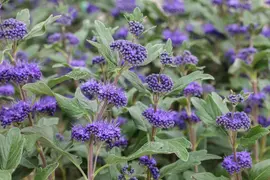 Caryopteris clandonensis 'Grand Bleu'® (Caryopteris 'Grand Bleu') - afbeelding 2