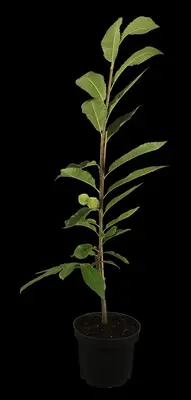 Castanea sativa (Tamme kastanje) - afbeelding 10