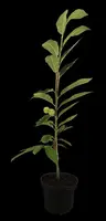 Castanea sativa (Tamme kastanje) - afbeelding 10