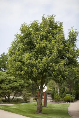 Castanea sativa (Tamme kastanje) - afbeelding 2