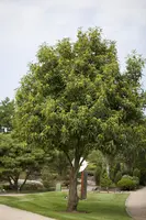 Castanea sativa (Tamme kastanje) - afbeelding 2