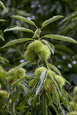 Castanea sativa (Tamme kastanje) - afbeelding 6
