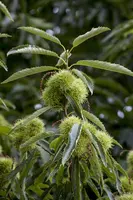 Castanea sativa (Tamme kastanje) - afbeelding 6