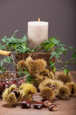 Castanea sativa (Tamme kastanje) - afbeelding 7