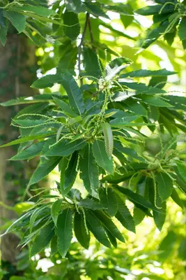Castanea sativa (Tamme kastanje) - afbeelding 16