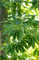 Castanea sativa (Tamme kastanje) - afbeelding 16